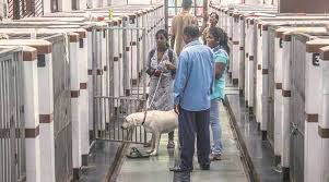 No medicine supplied to Noida animal hospital for a month, claim volunteers