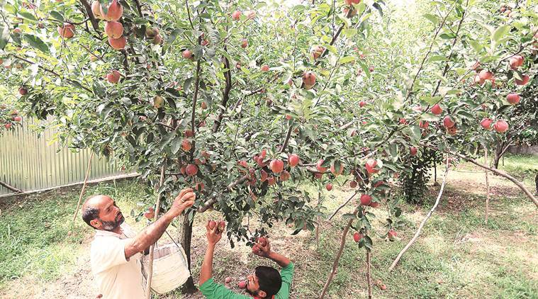 J&K: Punjab-based apple trader killed, another injured by militants in Shopian