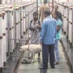 No medicine supplied to Noida animal hospital for a month, claim volunteers