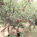 J&K: Punjab-based apple trader killed, another injured by militants in Shopian